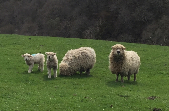 The bear-sheep of Howe Green, near Buxton. Anyone know what breed these are?